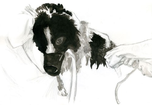 Collie: black ink and pencil, dogs, drawing of dog, vet hospital